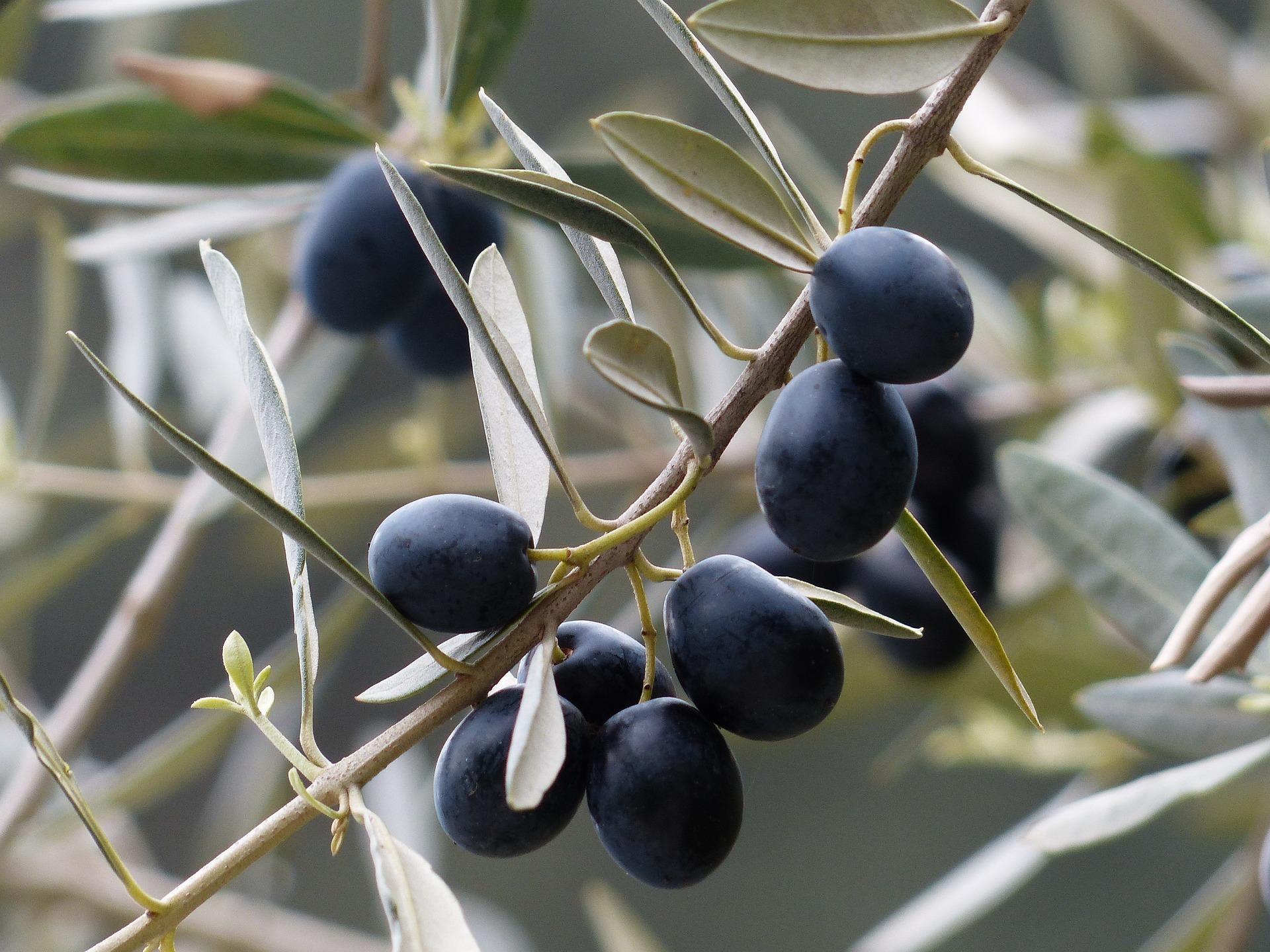 uploads/images/Olives 357849_1920