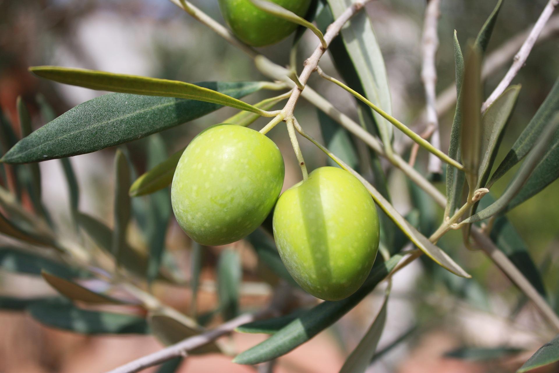 uploads/images/Olives 473793_1920