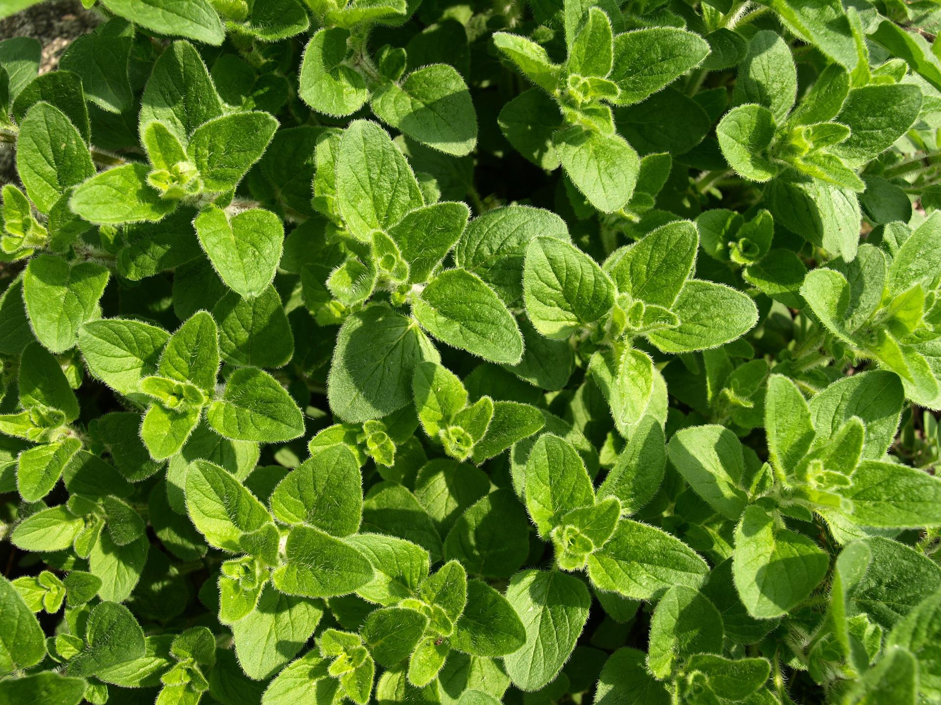 uploads/images/Oregano 321746_1920
