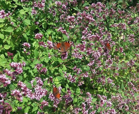 uploads/images/Oregano Main