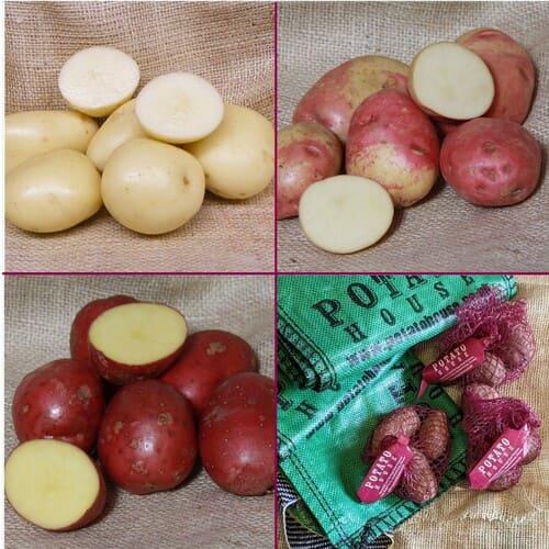 uploads/images/Organic Pack 23 95991f0966c017b546f4dd1d043ba215