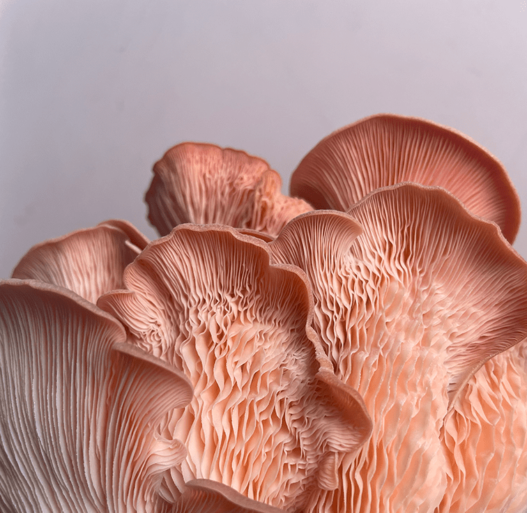 uploads/images/Oystermushroomproductsbycaleybrothers