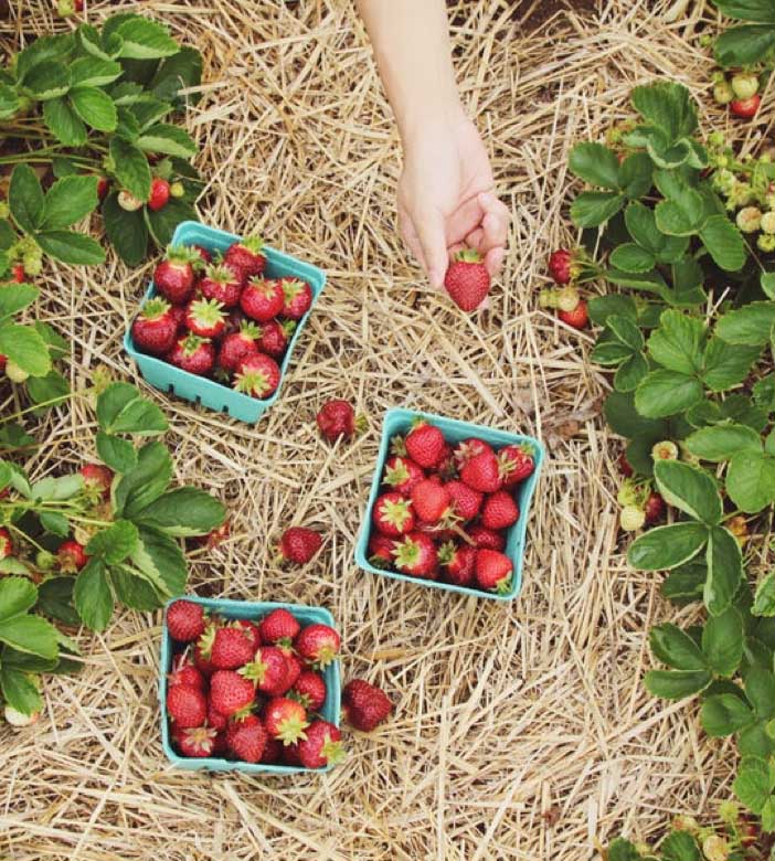 uploads/images/New to growing