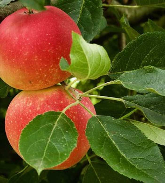 uploads/images/Established