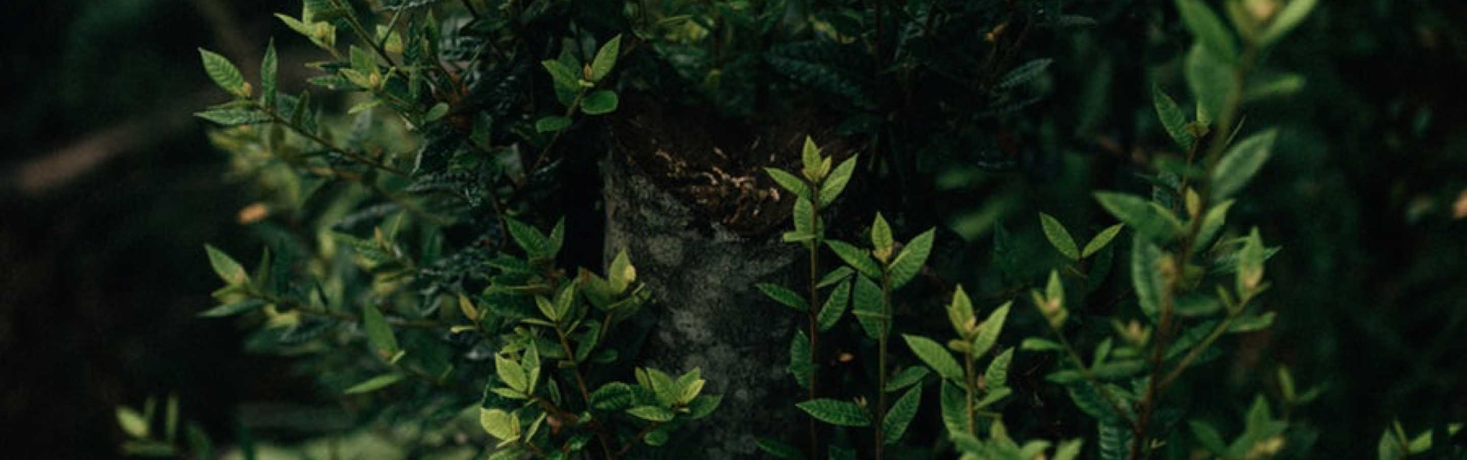 uploads/images/home 5@2x.jpg