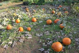 uploads/images/October