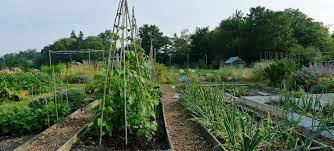 uploads/images/Allotment Insights