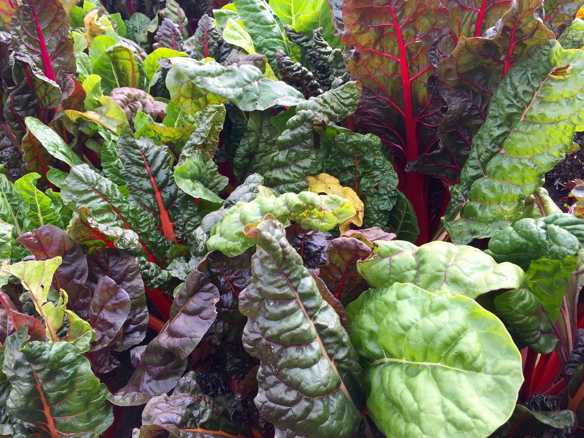 uploads/images/swiss-chard-2858689_1920.jpg