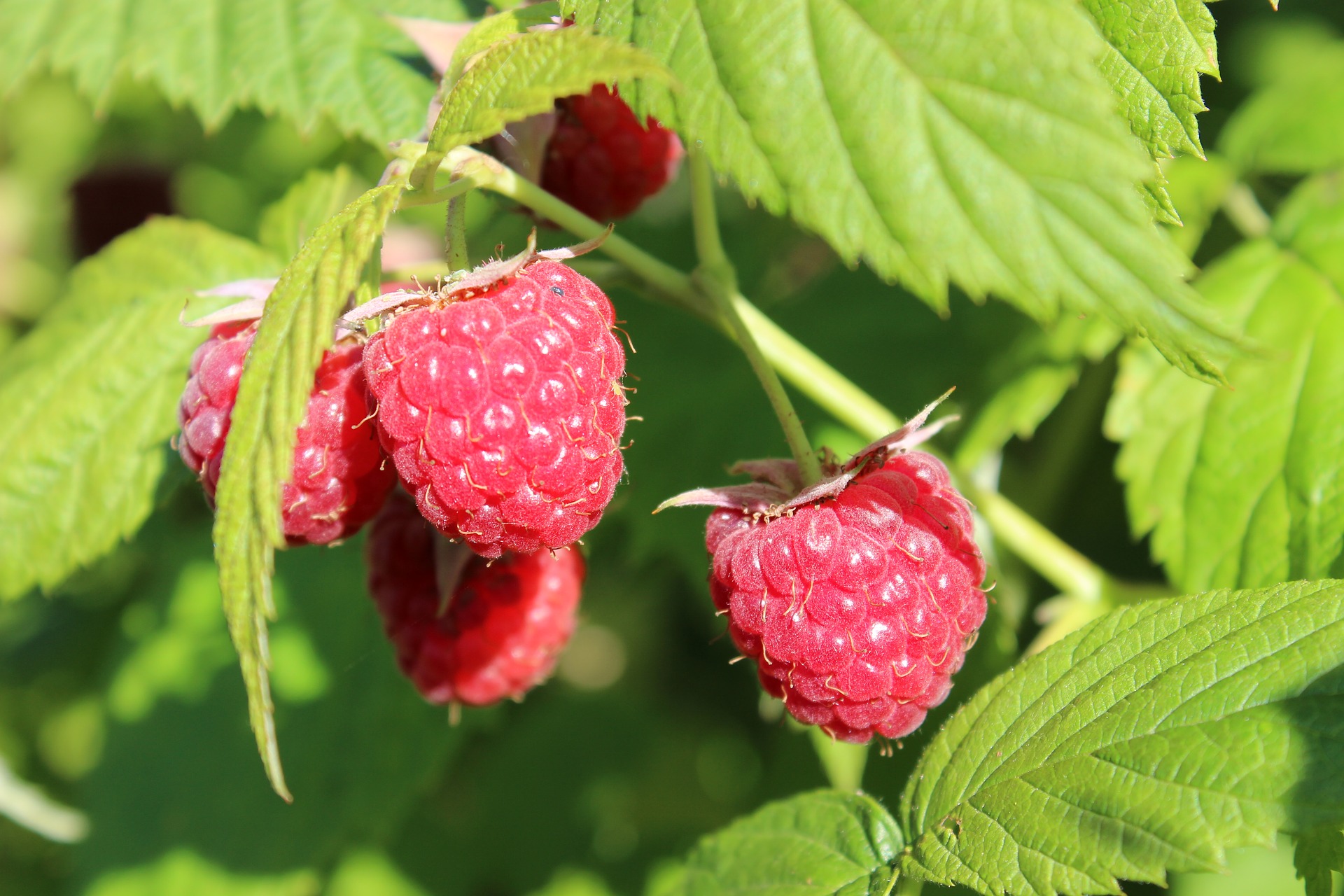 uploads/images/raspberries-3531148_1920.jpg