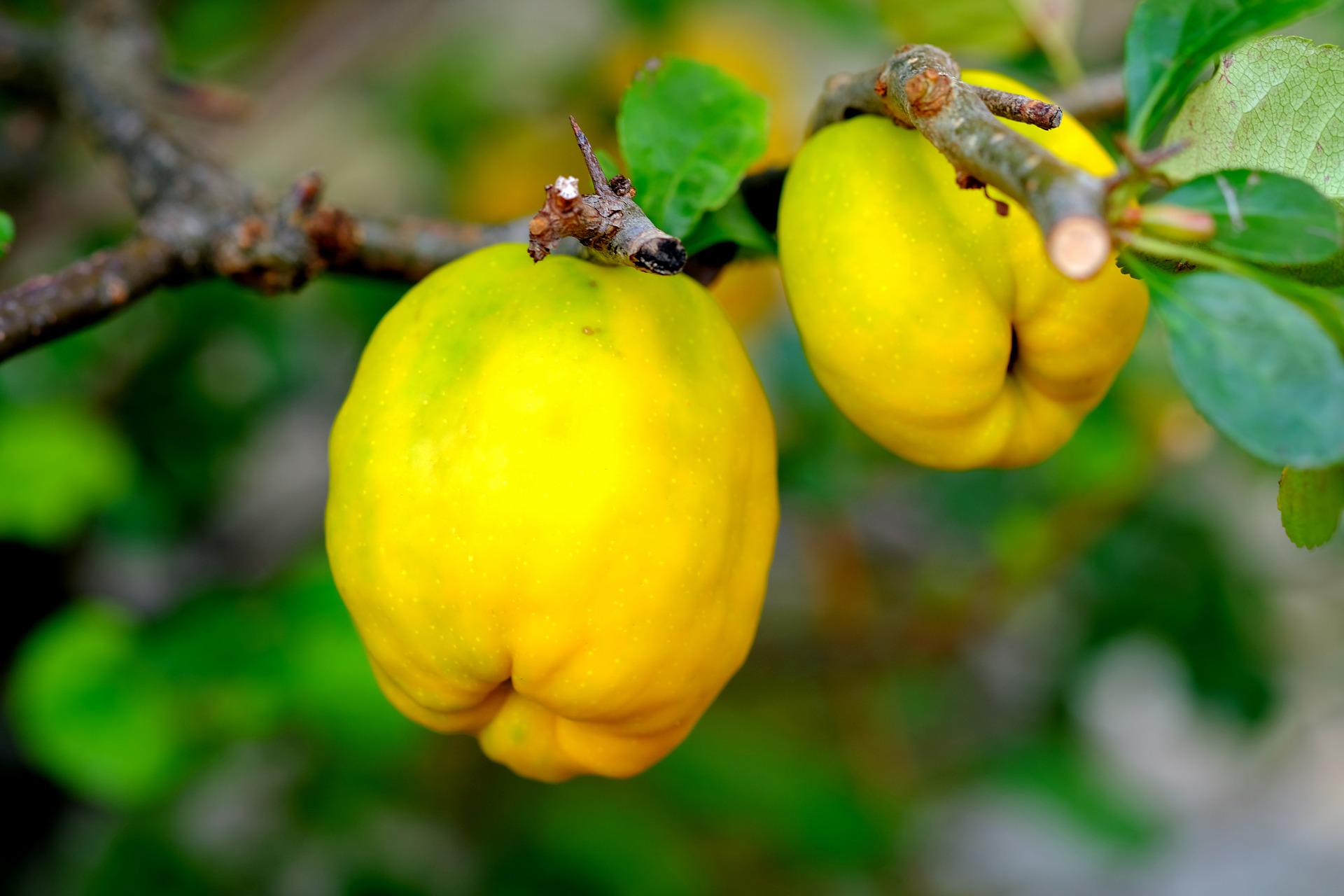 uploads/images/ornamental-quince-2684072_1920.jpg