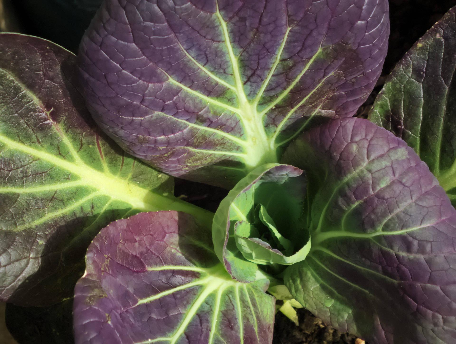 uploads/images/Pak Choi 6037573_1920