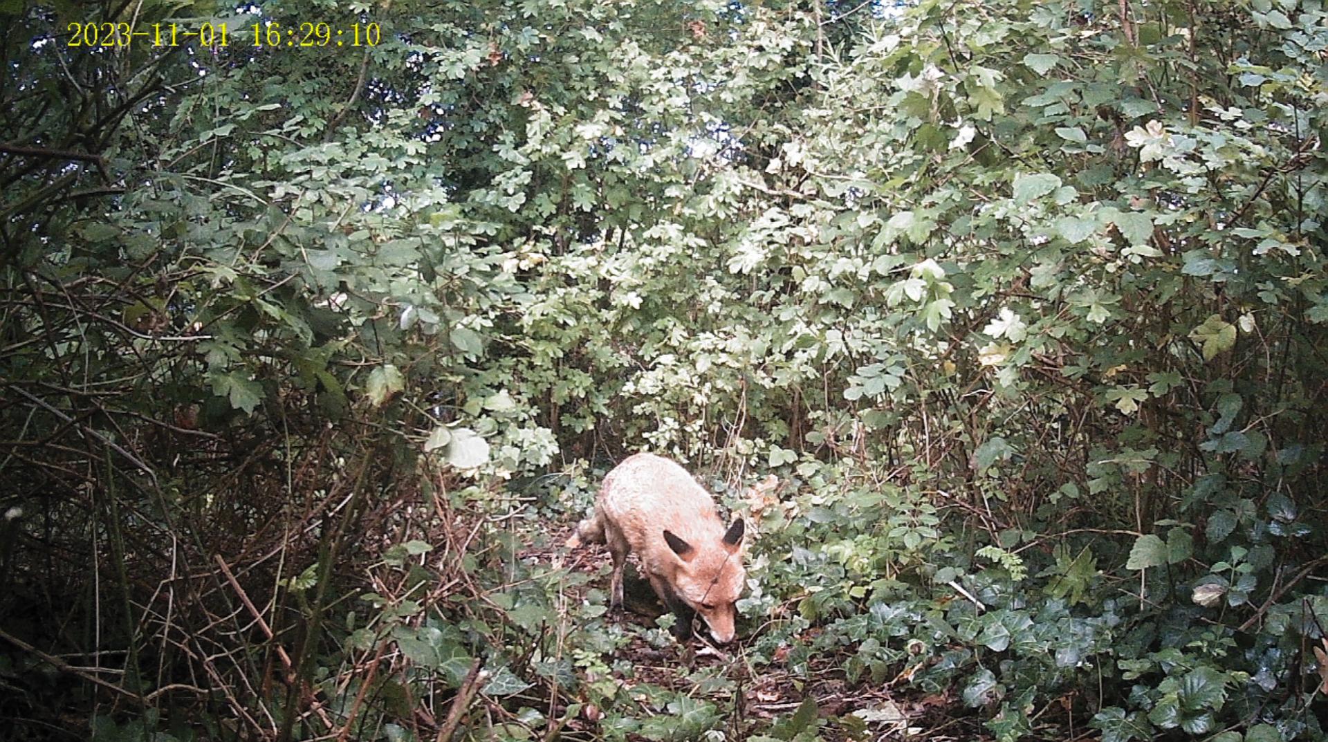 uploads/images/Pak Fox