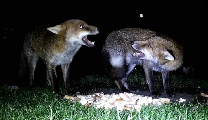 uploads/images/Pak Foxes