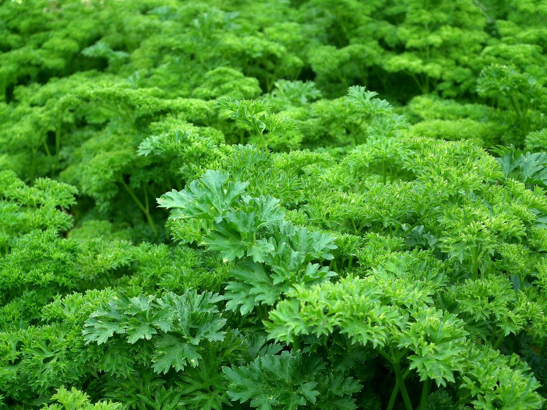 uploads/images/Parsley 261039_1920
