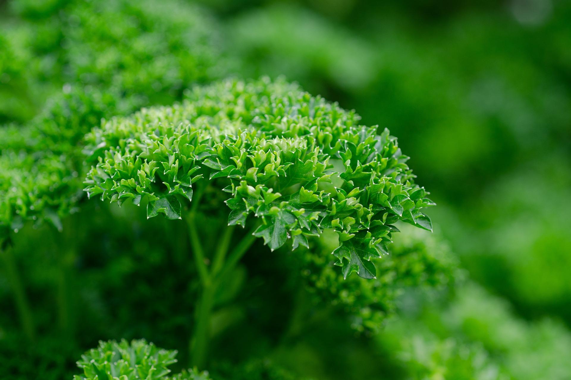 uploads/images/Parsley 6395051_1920