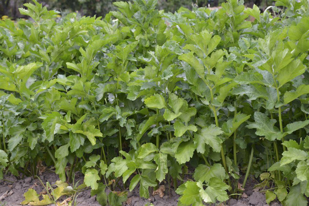 uploads/images/Parsnip Plant Leaves 1024x683