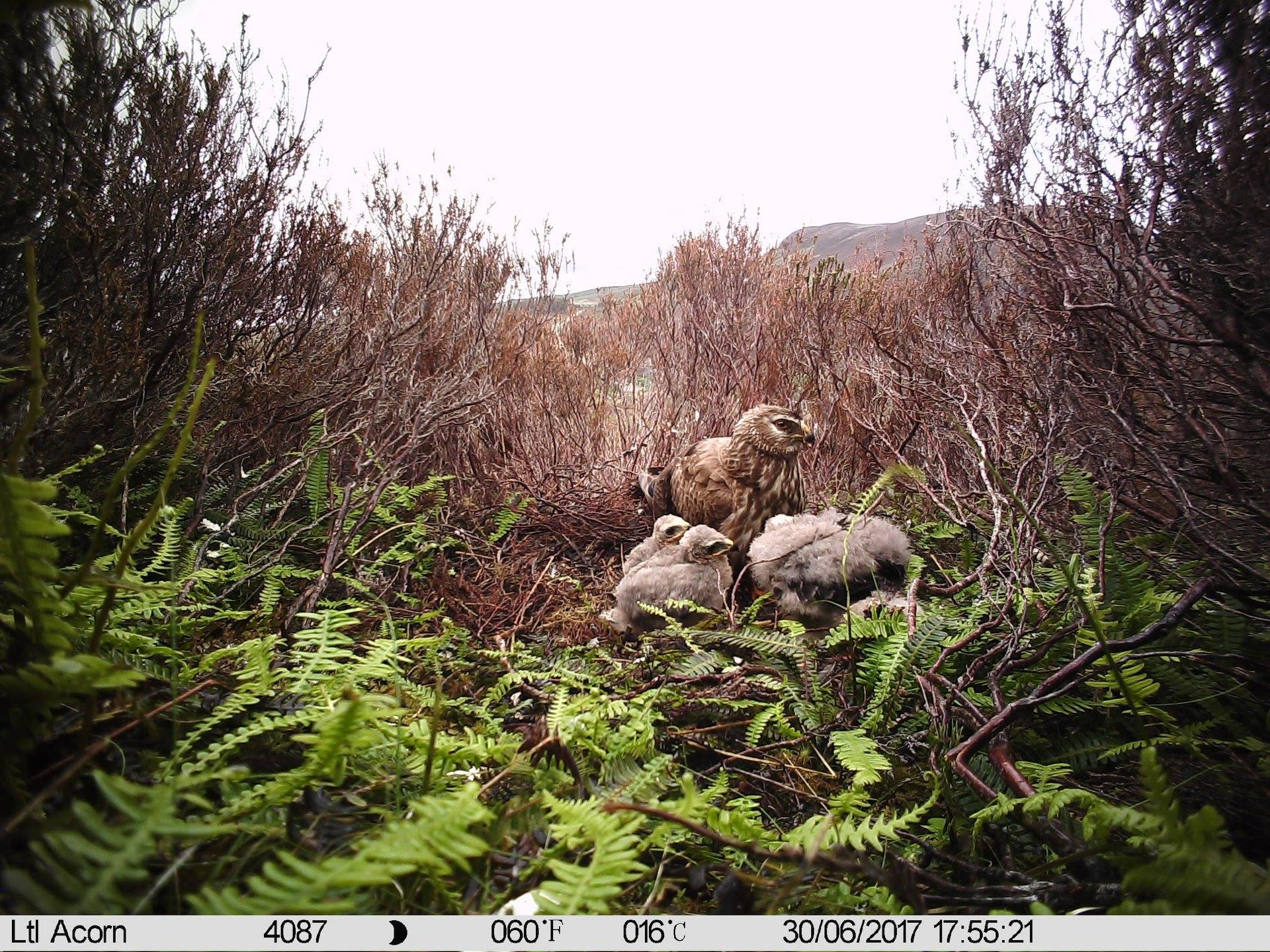 uploads/images/Pat Birds Nest