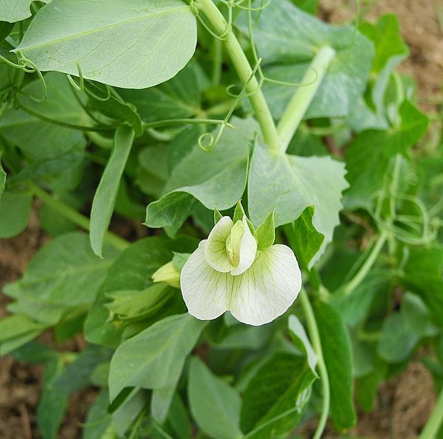uploads/images/Pea Flower 2453972_640