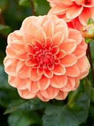 uploads/images/Peach Dahlia