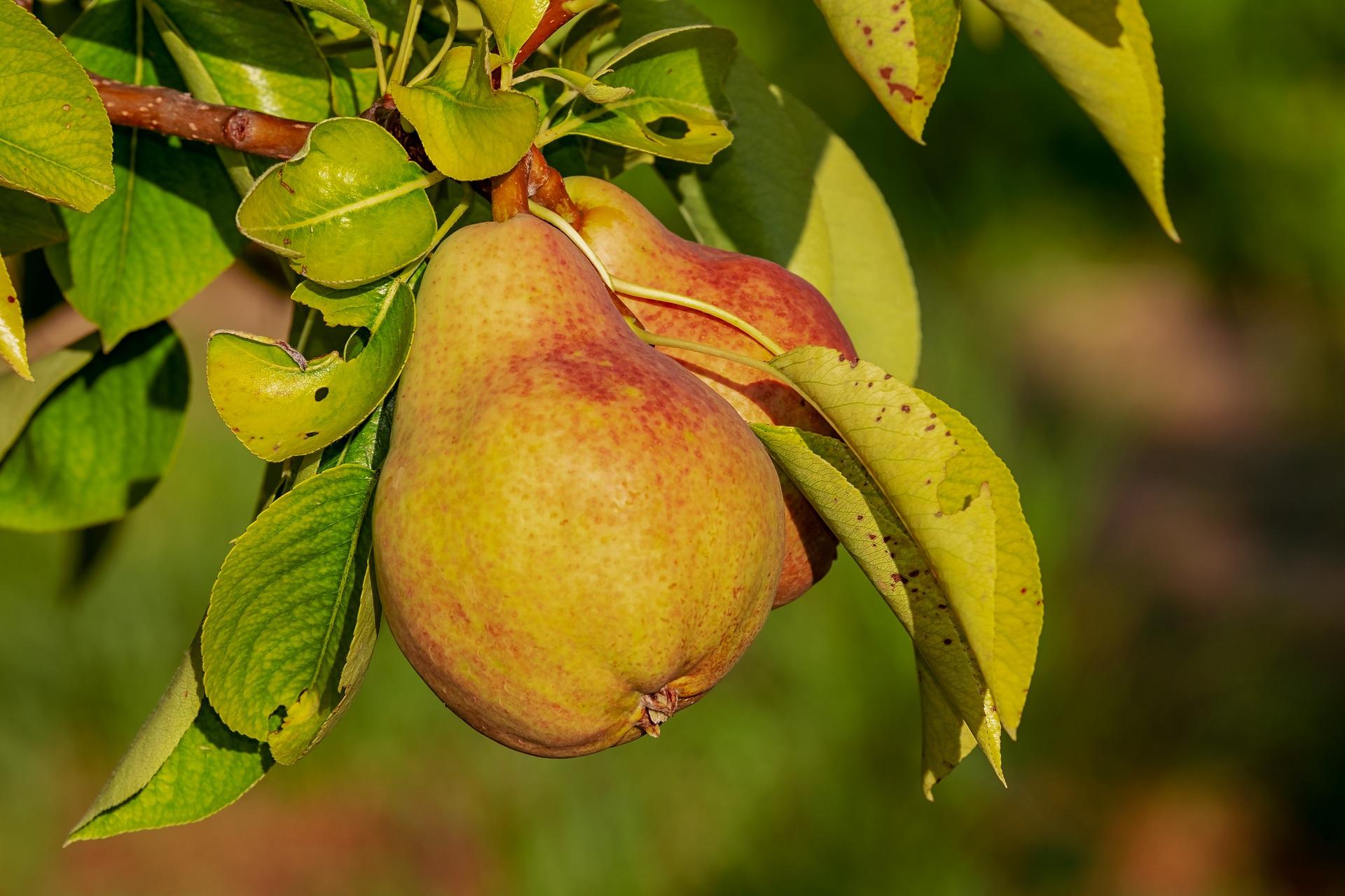 uploads/images/Pear 3560106_1920