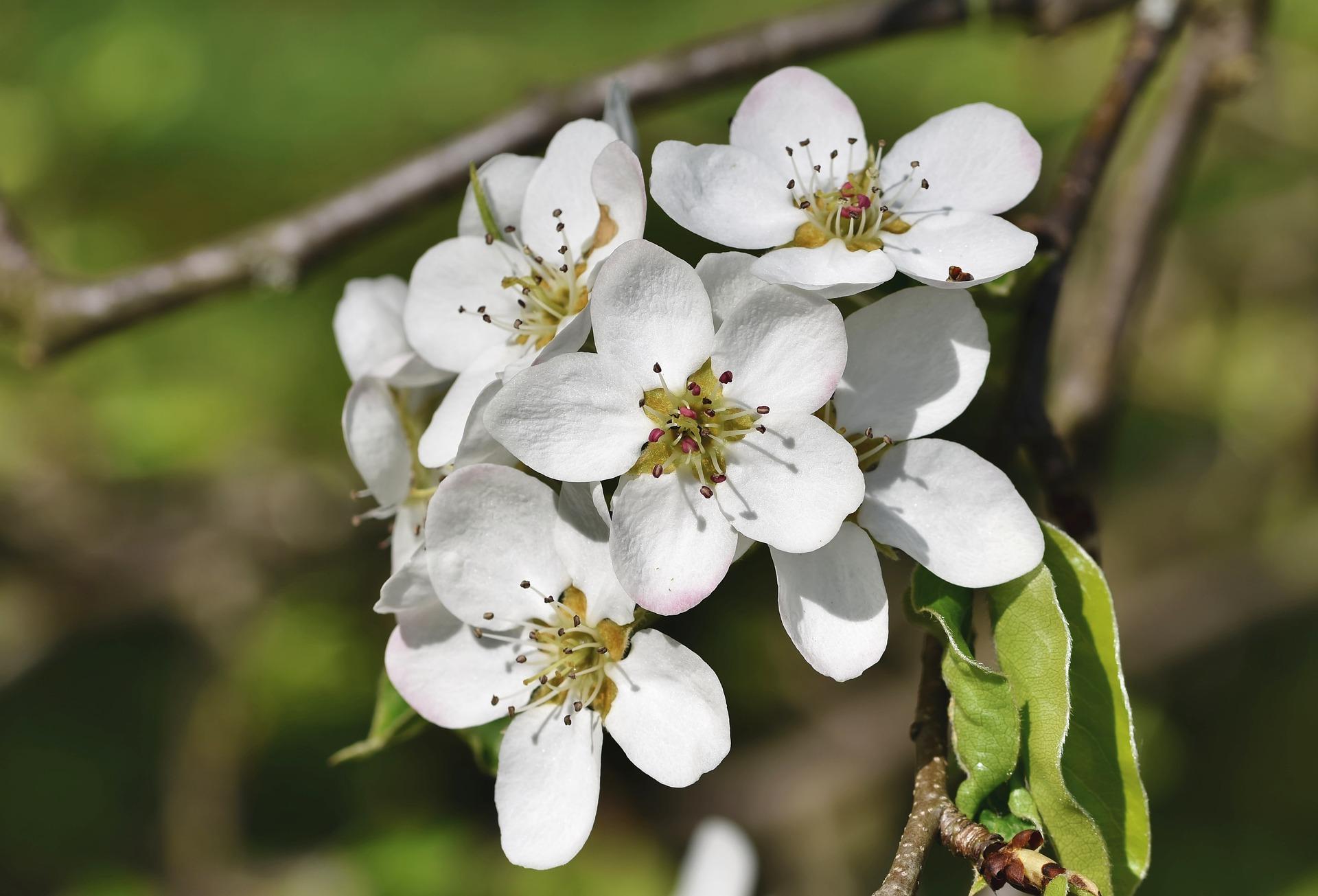 uploads/images/Pear Blossom 4397487_1920
