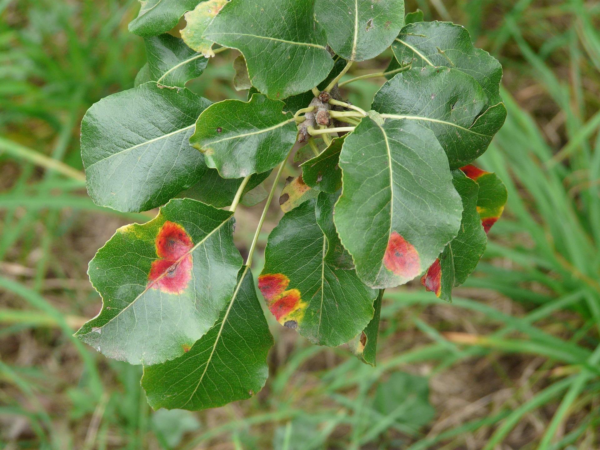 uploads/images/Pear Tree Leaves 59904_1920