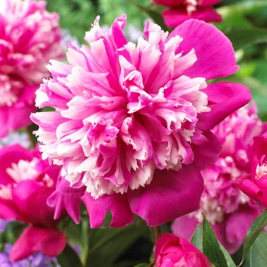 uploads/images/Peony_roots_facebook_546x546_crop_center