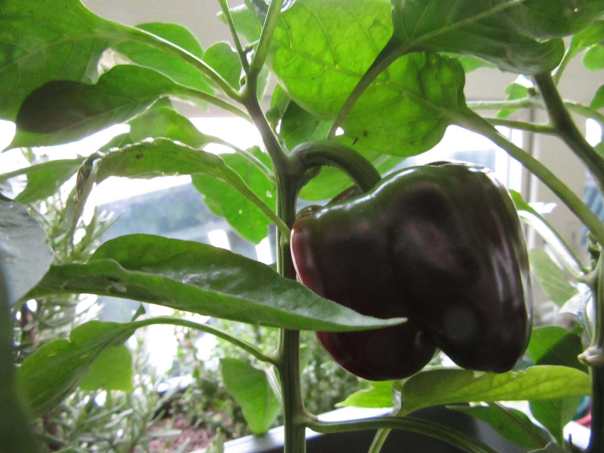 uploads/images/Pepper 510648_1920