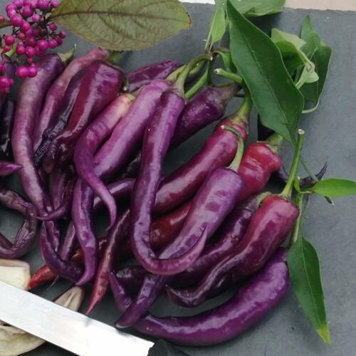 uploads/images/Pepper_beuna_multa