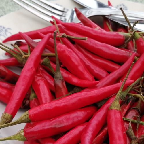 uploads/images/Pepper_birds_eye