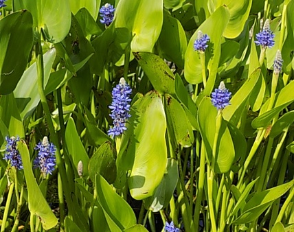 uploads/images/Picture1 Cbf96af200b402ae71eea5eda1d5cf6e