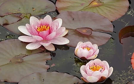 uploads/images/Picture6