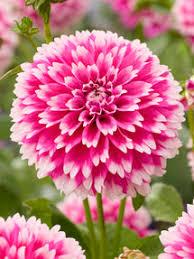 uploads/images/Pink and White Dahlia