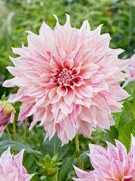 uploads/images/Pink Dahlia