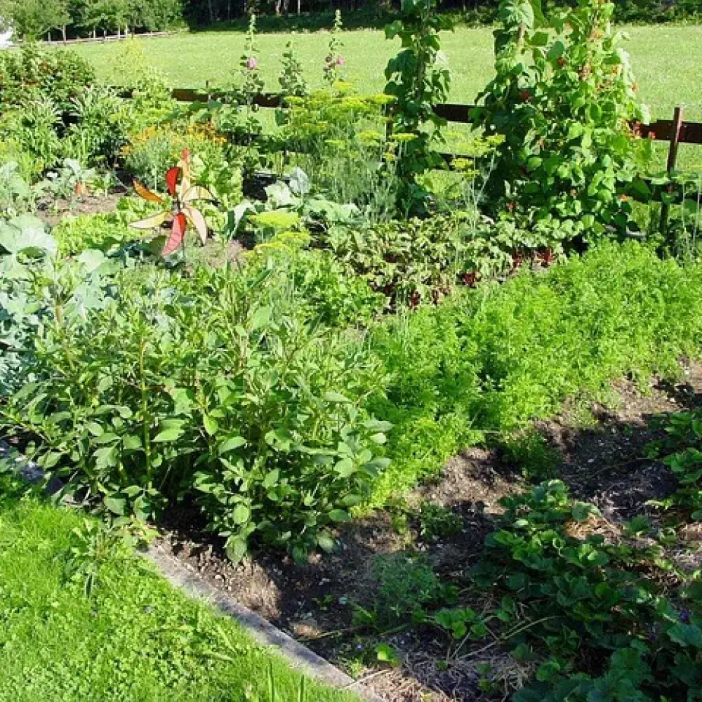 uploads/images/ Enter for the chance to WIN prizes in our National Allotment Week Giveaway during August!