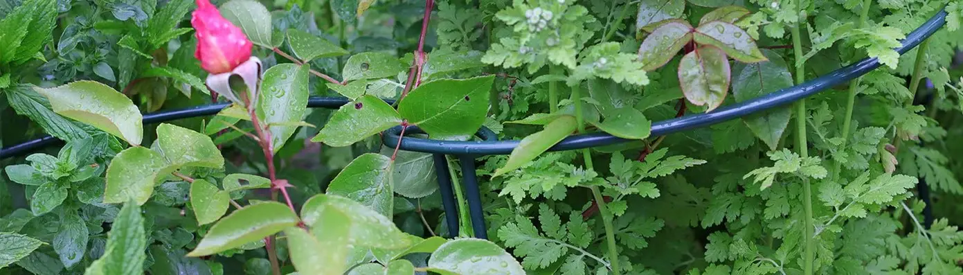 uploads/images/Plant Supports 177149_1391x398