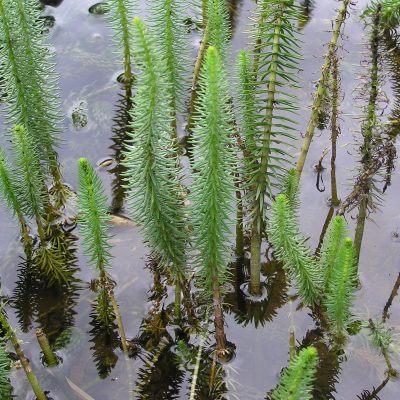 uploads/images/Plants