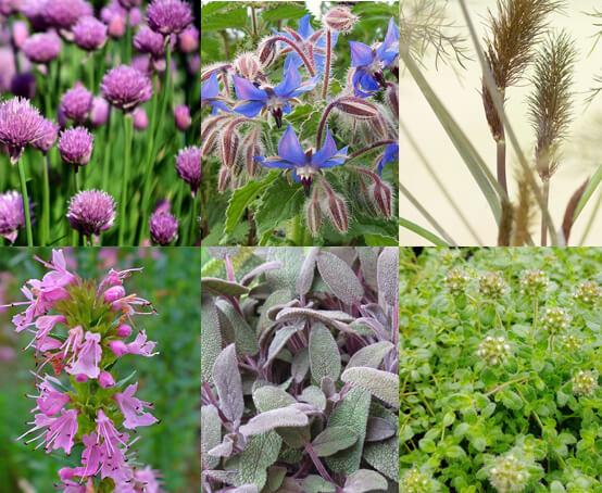 uploads/images/Pollinator Main