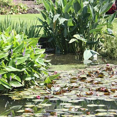 uploads/images/Pond2