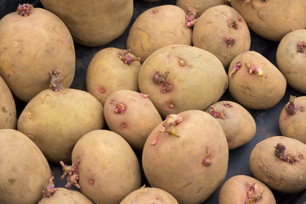 uploads/images/Potato Chitting 1068x712