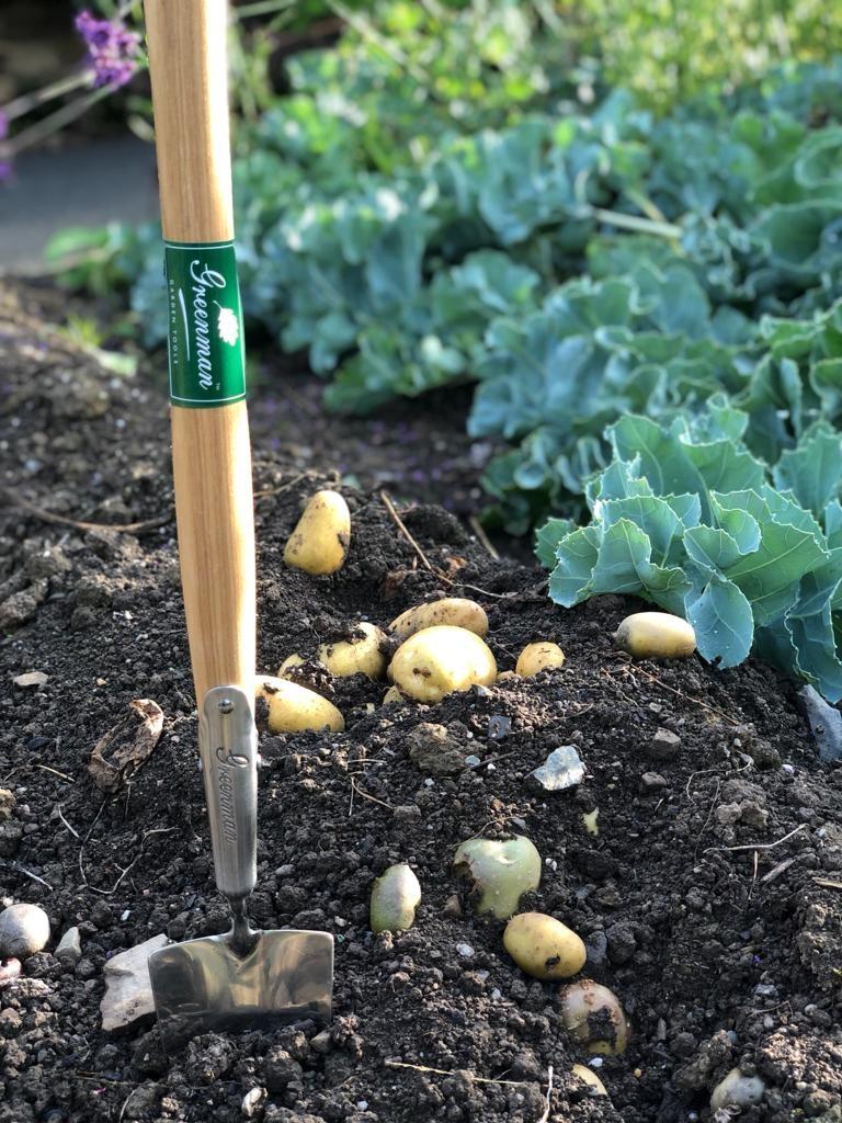 uploads/images/Potatoes