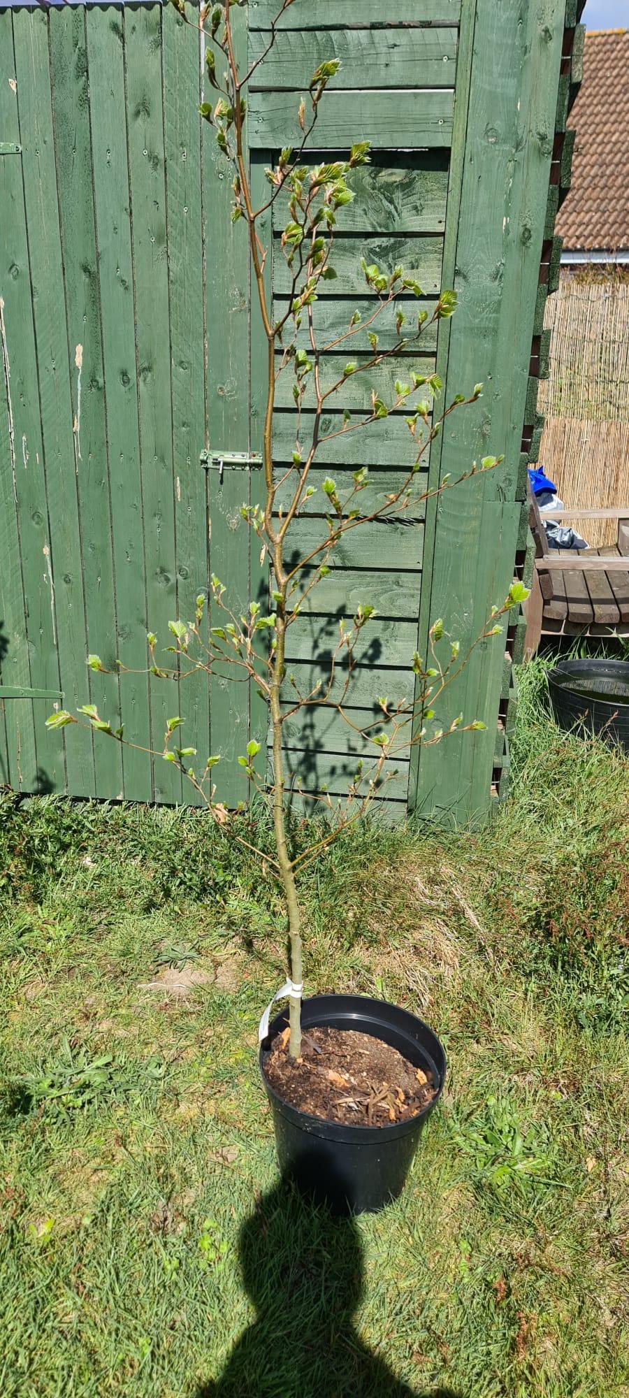 uploads/images/Potted Beech 1