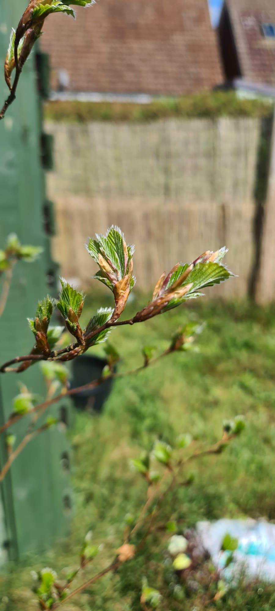 uploads/images/Potted Beech 2