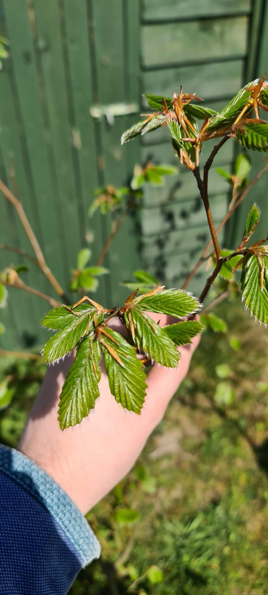 uploads/images/Potted Beech 3