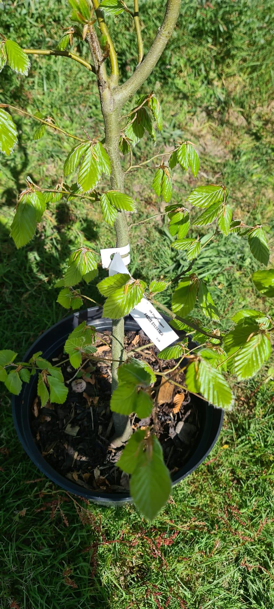 uploads/images/Potted Beech 4