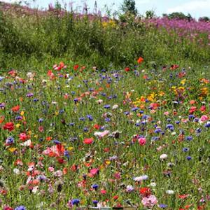 uploads/images/Prod_1547_0