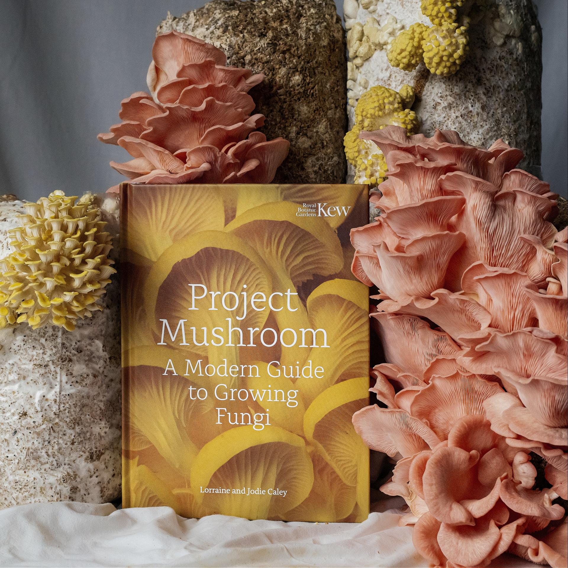 uploads/images/Project Mushroom 6