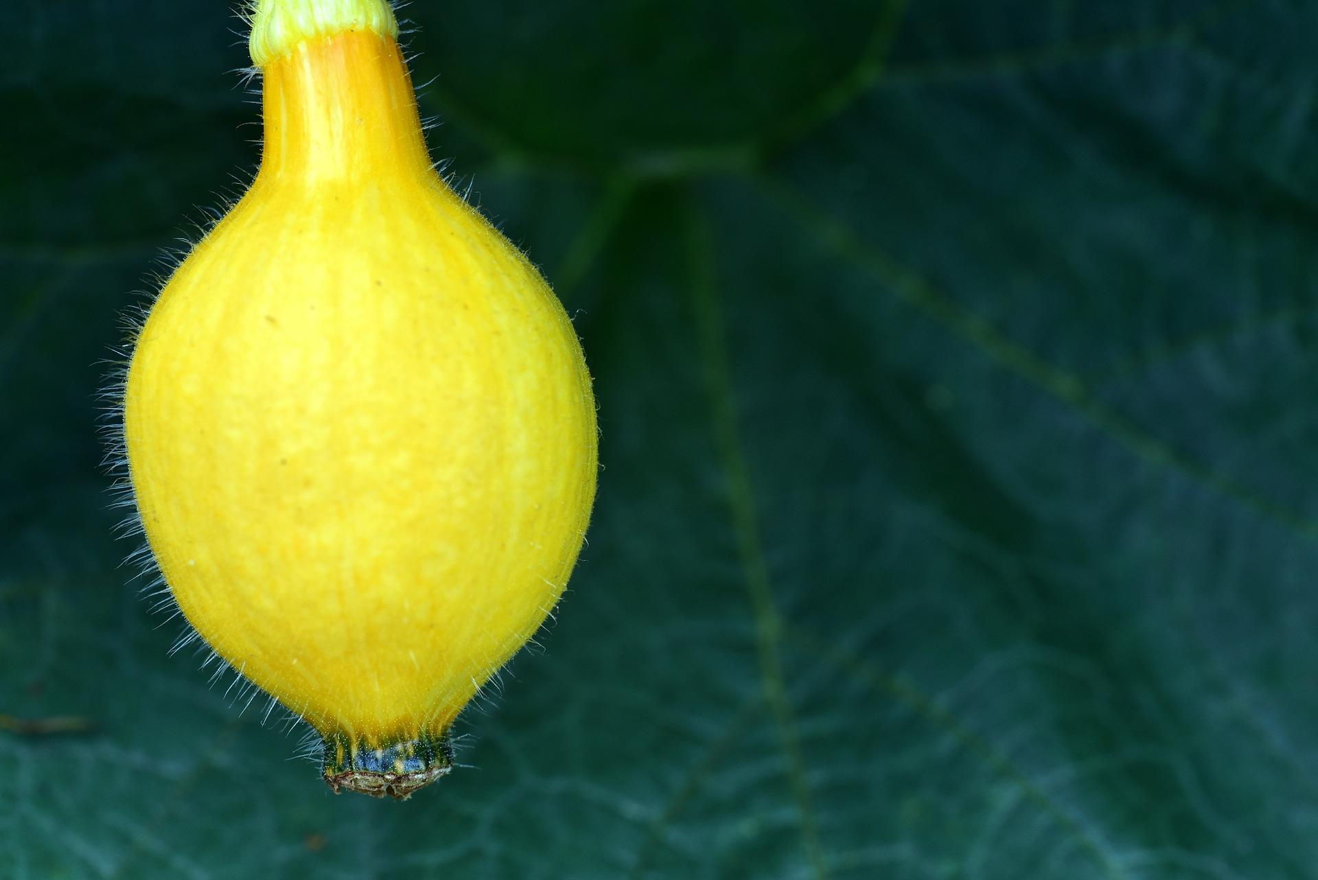 pumpkin 3543156_1920