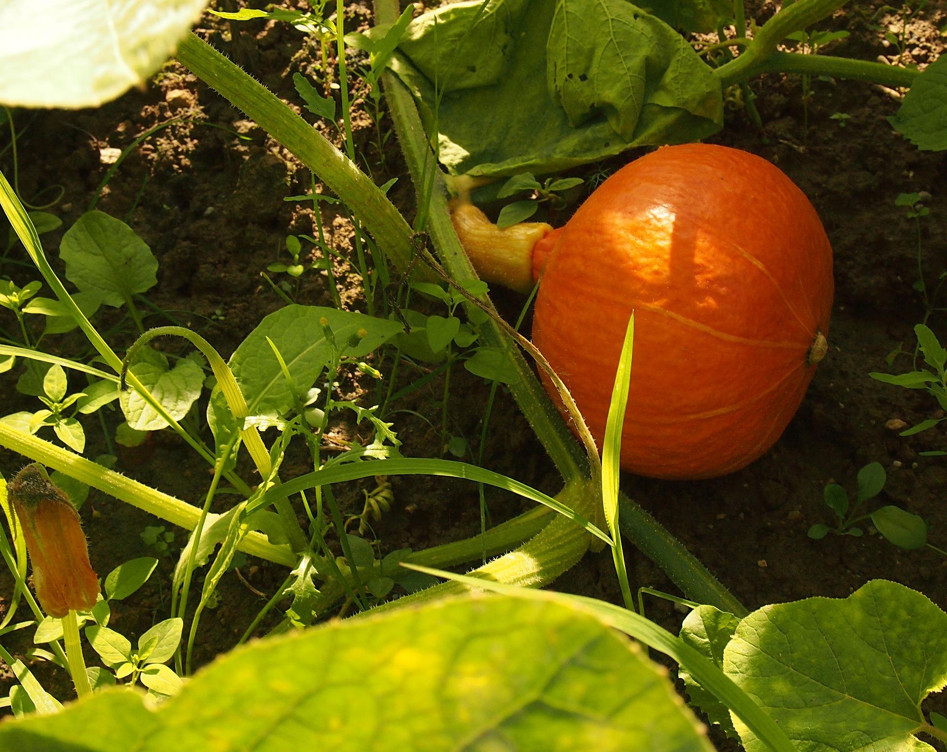 pumpkin 696336_1920