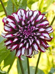 uploads/images/Purple Nd White Dahlia